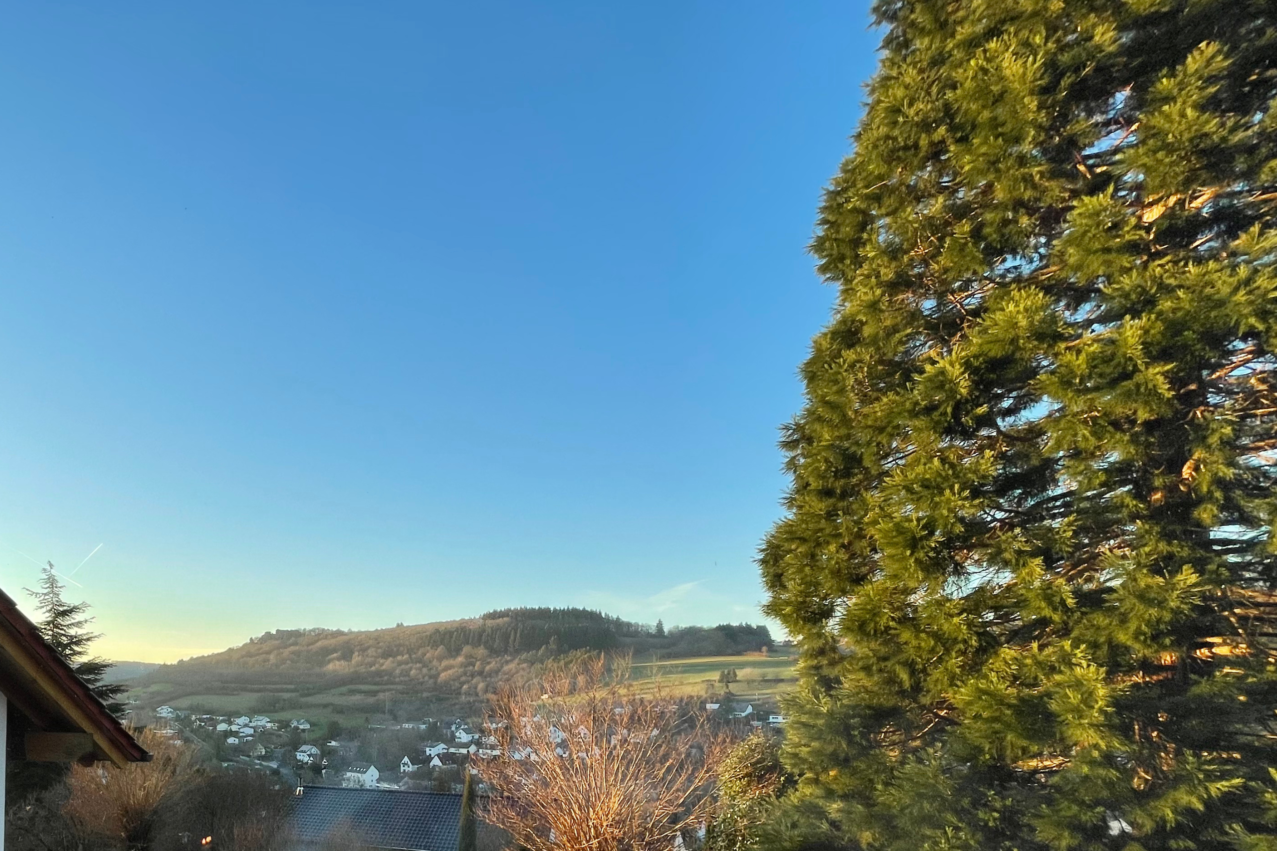 Ausblick am Mammutbaum