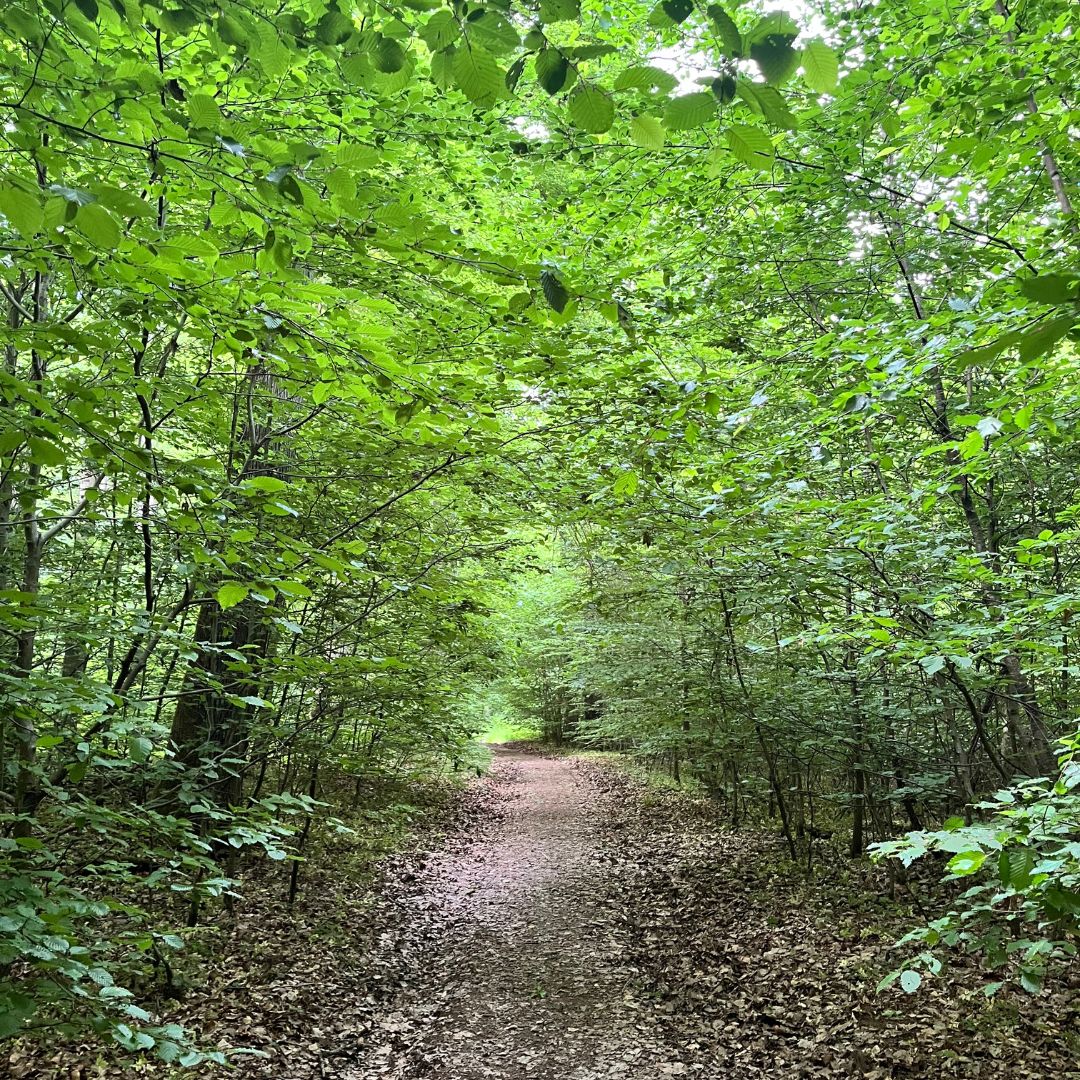 Wandern und Spazieren in der Natur